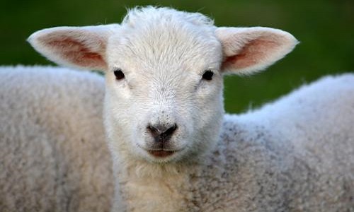 Pitié pour les êtres vivants de notre planète