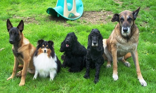 Pour les chiens retraités d'élevage