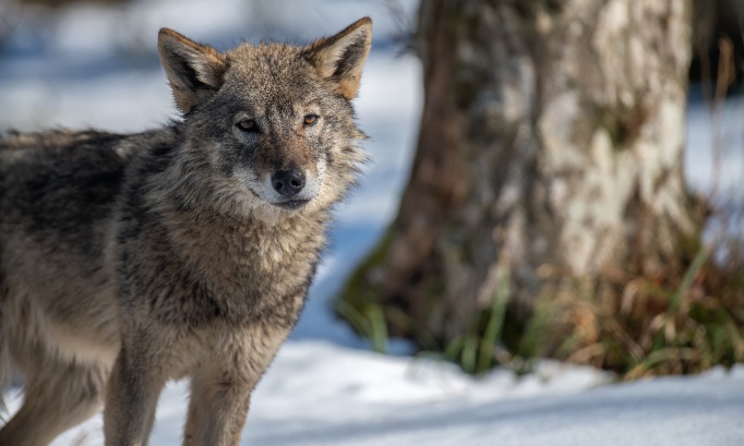 Stop à l'abattage des loups, protégeons notre faune !