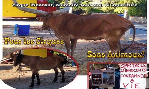 Pour les Cirques sans Animaux...