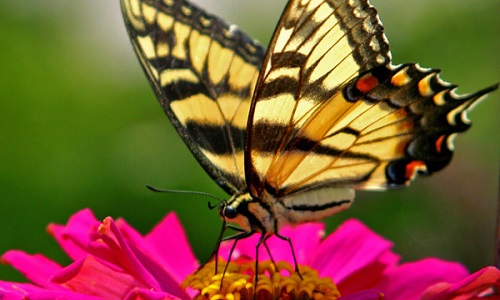 Extermination des papillons en France