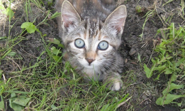 Interdisez la remise des animaux maltraités à leurs propriétaires
