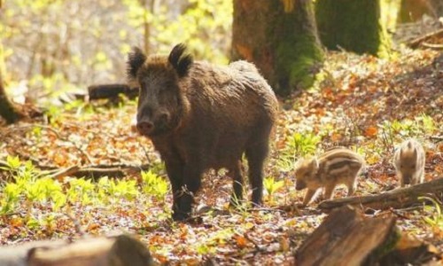 Protégeons les automobilistes et les sangliers dans le Gard !