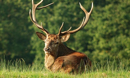 Pour l'interdiction de la chasse les mercredis et dimanches après-midi !