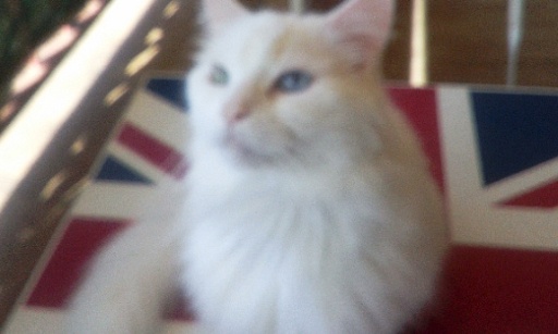 Aidez-moi à soigner Angelo