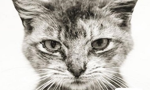 Pour l'identification et la stérilisation des chats errants sur Lezennes