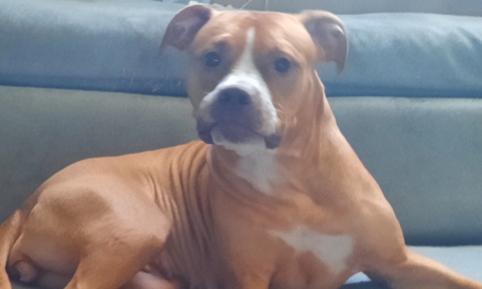 Justice pour ma chienne kaya tuée et jetée dans le canal de Noyon !