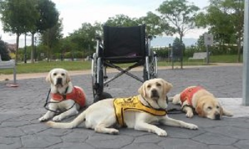 Quels sont vos programmes pour les animaux et les handicapés !