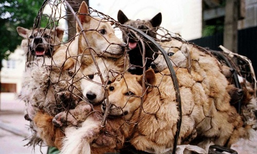 Arrêtez le massacre des chiens et chats en Chine