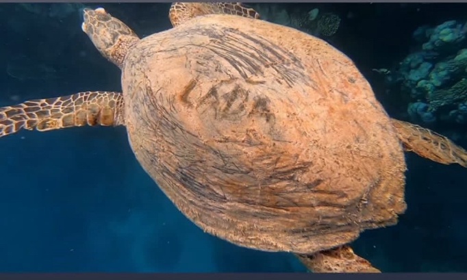 Des sanctions pour le touriste qui a gravé son nom sur la carapace d'une tortue marine !