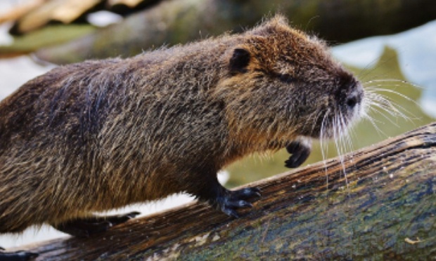 Stop aux massacre des ragondins !
