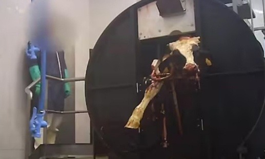 Pour l'interdiction des abattoirs et la protection animale