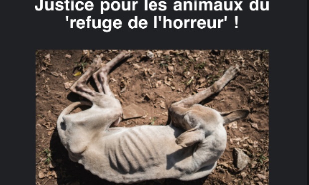 Stop à la maltraitance animale, protégeons nos compagnons !