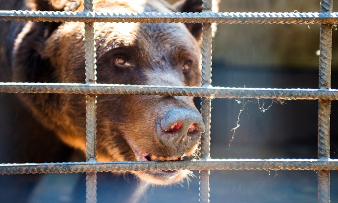 Stop aux violences animales et à leur exploitation !