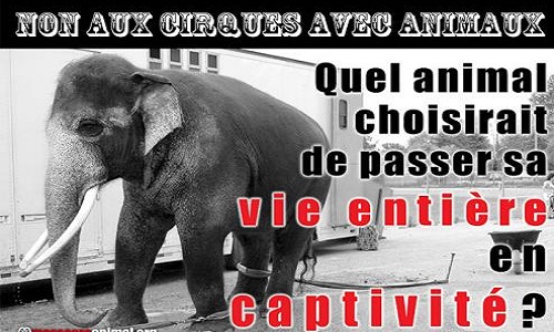 Pour l'interdiction des cirques avec animaux à Rennes et sa métropole.