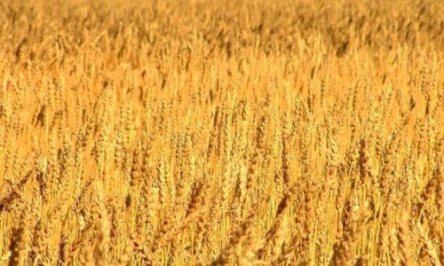 Faut-il instaurer une deuxième monnaie en France (retour du Franc?) comme l'ont fait les Suisses ?