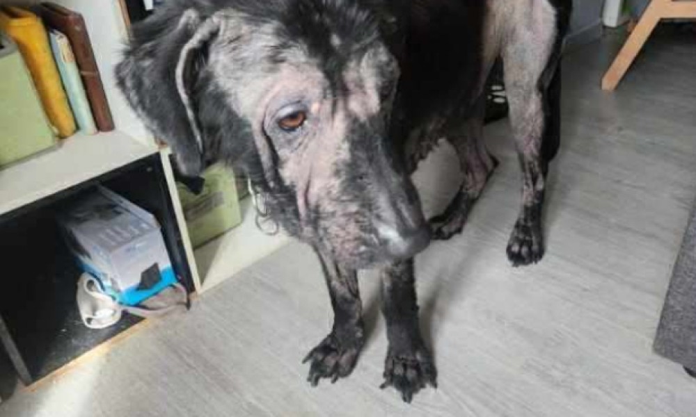 Justice pour Tyron négligé et maltraité