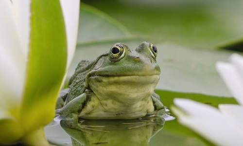 Nuisances sonores en Dordogne...