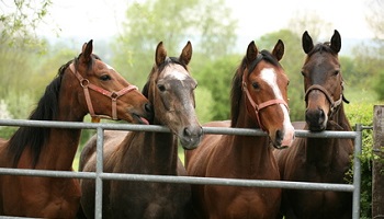 Contre les chevaux maltraités, abbatus