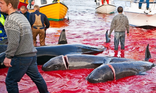 Stop au massacre des dauphins aux Îles Féroé !