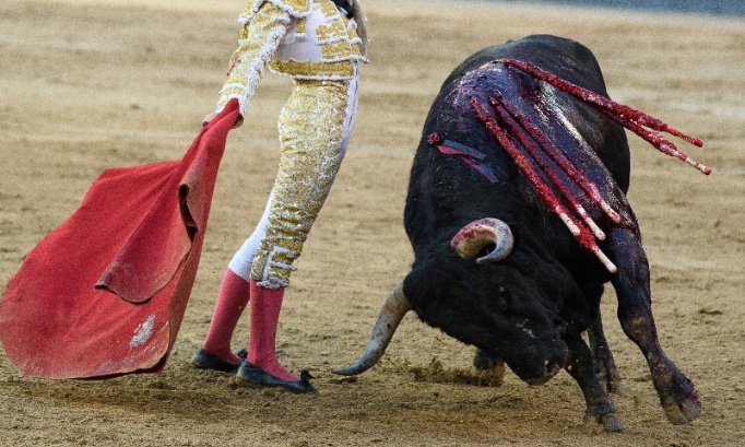 Stop à la corrida : protégeons les animaux et notre humanité