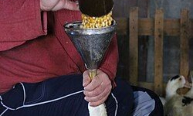 Stop au gavage d'oie