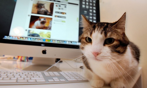 Stoppons ces ventes irrésponsables sur Internet