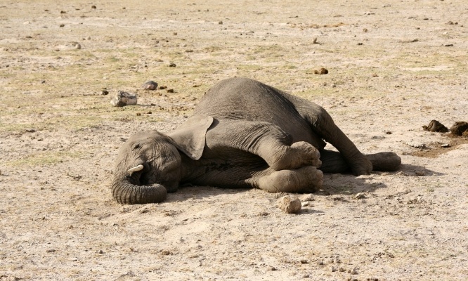 Pour l'interdiction des pratiques cruelles dans les zoos
