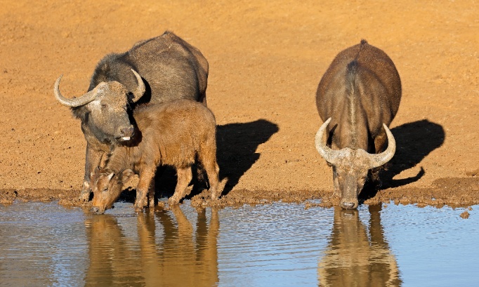 Maltraitance des bufflonnes : réduisons notre consommation de mozzarella !