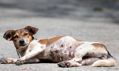 Sauver les chiens du Sri-Lanka !