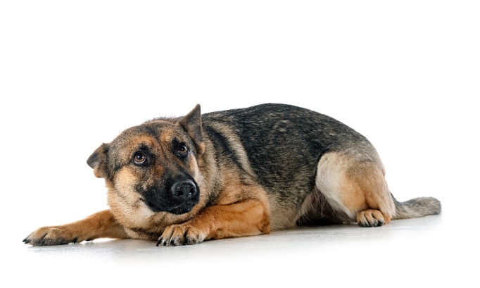 Pour des sanctions sévères contre la maltraitance animale