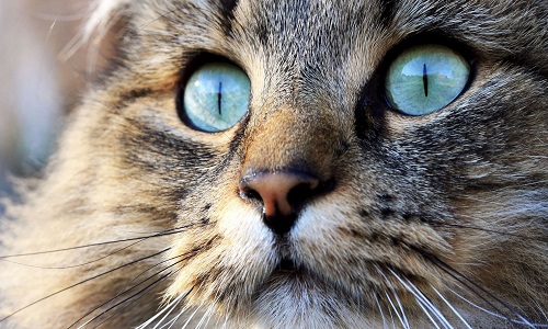 Maltraitance animale à Montauban: Des chats meurent de faim oubliés dans des cages de trappage