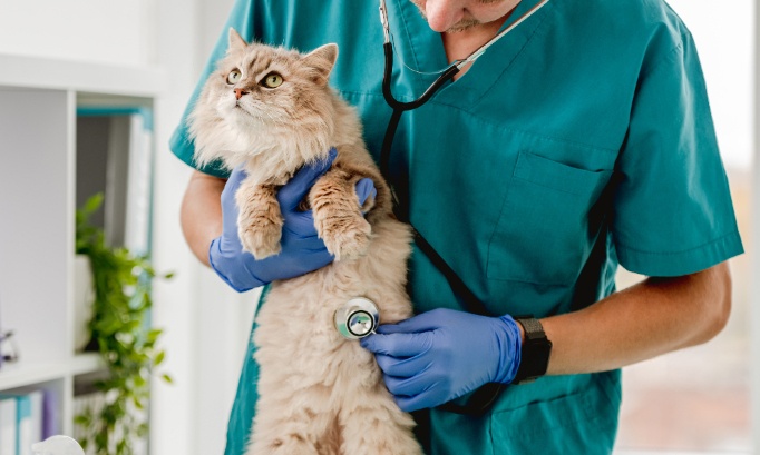 Pour une aide financière contre la PIF chez les chats