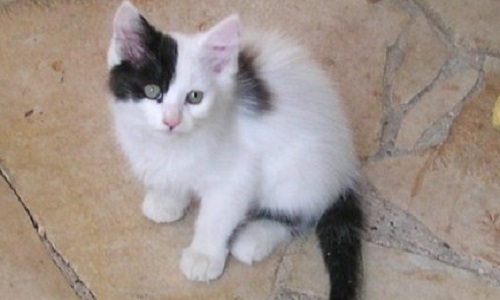 Contre la violence envers les animaux