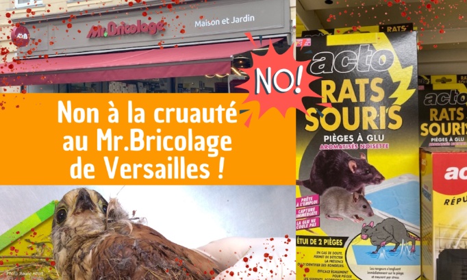 Pour le retrait des pièges à colle chez Mr.Bricolage Versailles