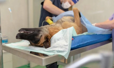 Un acte de barbarie atroce : un chien torturé à mort, un bâton enfoncé dans le rectum