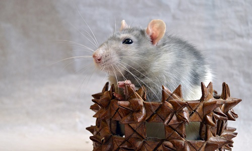 Vers une interdiction des raticides, qui sont dangereux pour l'environnement, les enfants et les animaux domestiques