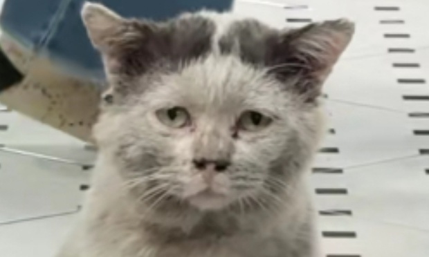 Urgence Animaux Errants : Agissons Ensemble !