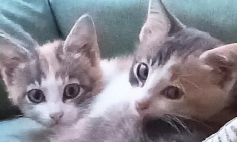 Aidons les chats errants à Ventalon en Cévennes