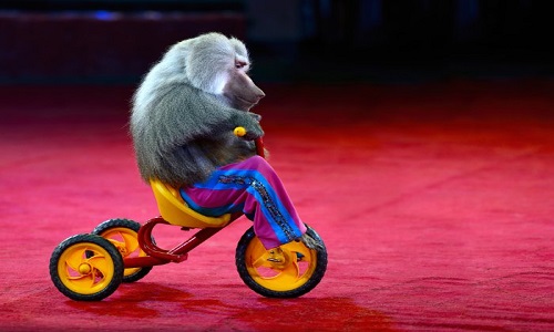 Pour l'arrêt des cirques animaux !