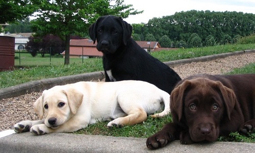 Pour l'ouverture d'un centre chiens guides d'aveugles