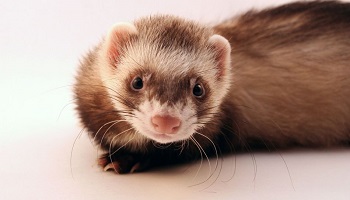 Stoppons les maltraitances sur plus de 7000 furets (Triple F Farm)