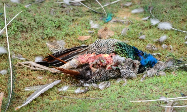 Stop au lâcher de faisans pour la chasse récréative !