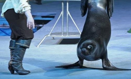 NON aux cirques avec animaux à Bourg-en-Bresse (01) !