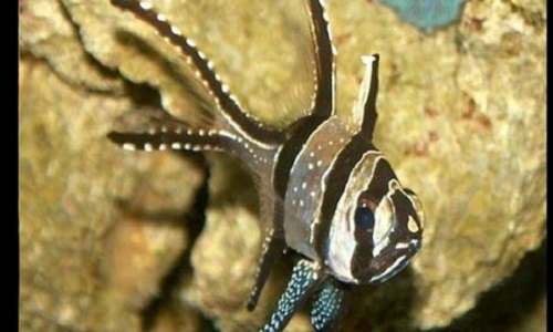 L'aquariophilie en danger !