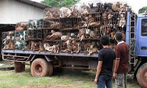 Pour que les animaux soient libres !