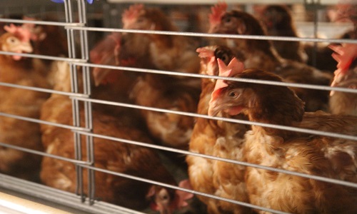 Non a l'élevage des poules en cage