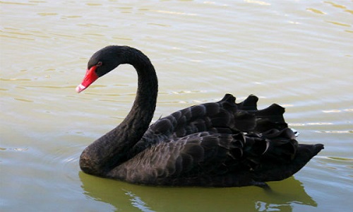 Pour ne pas détruire la cabane du nid des cygnes noir de Ventenac-en-Minervois