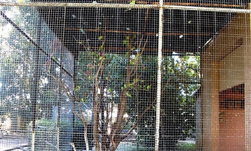 Faisons libérer les perruches ondulées du Parc-Olbius-Riquier de Hyères