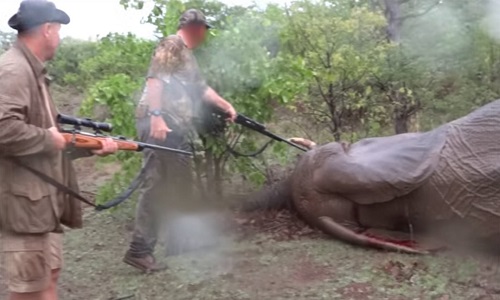 Mettre en prison Pascal Omelta, Christophe Morio et Luc Alphand pour avoir tué un éléphant sans défense!